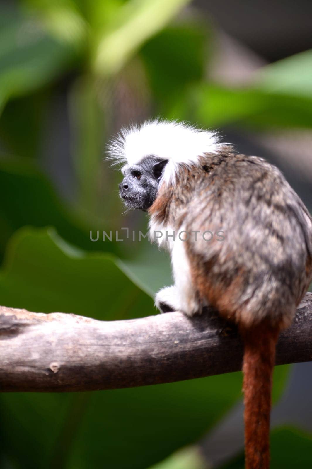 A close up shot of a cotton Top Tamarin