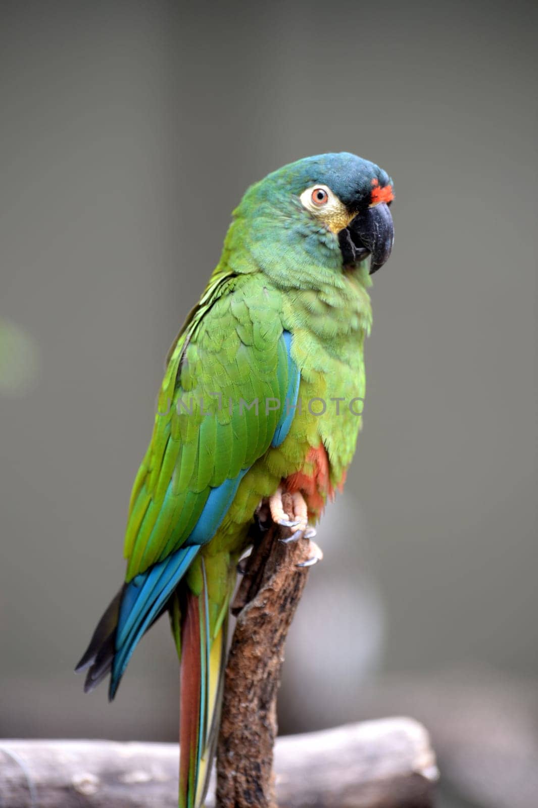 A close up shot of a Parrot