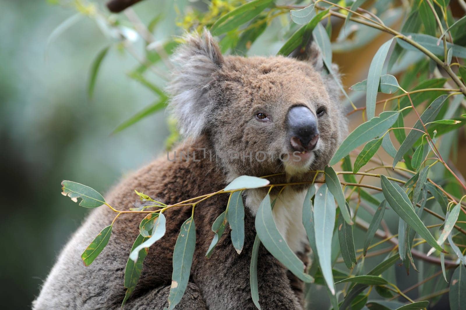An Australian Koala in its natural habitat