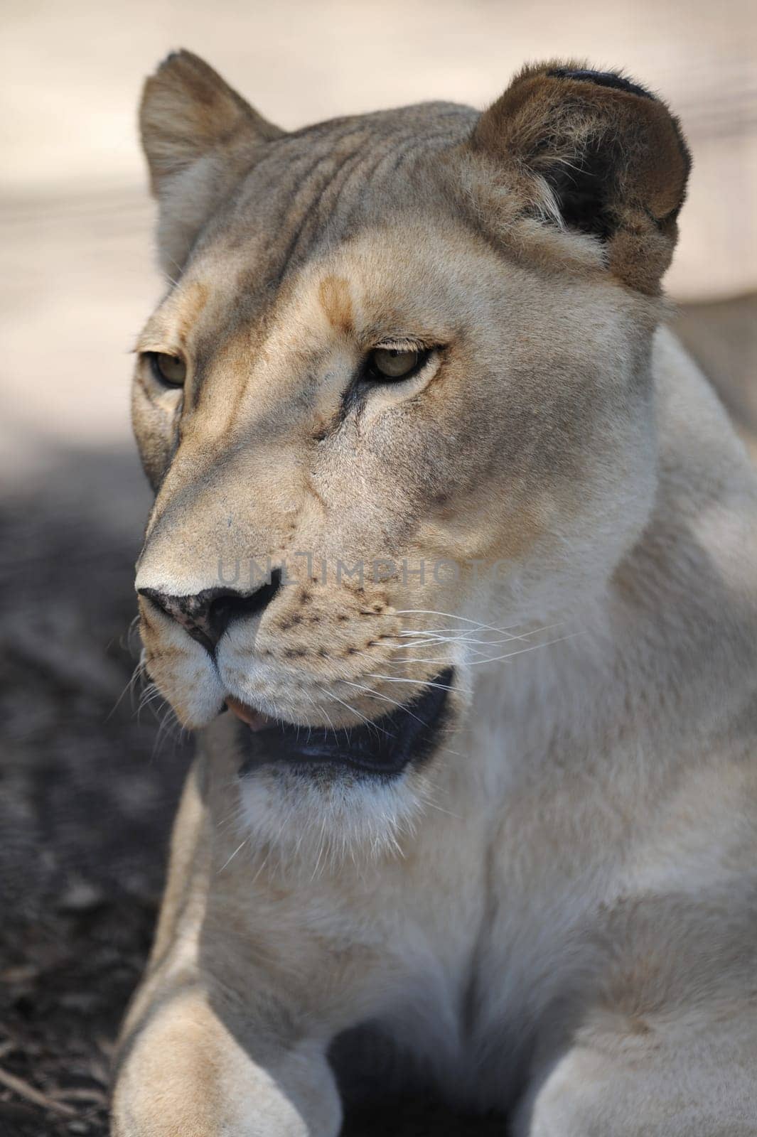 A close up shot of an African Lion
