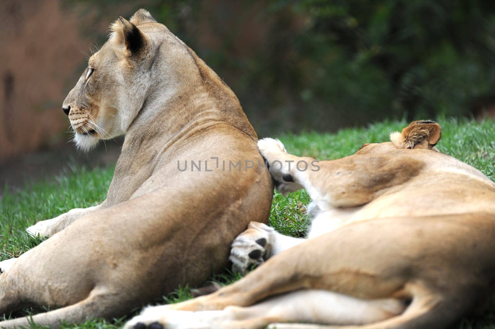 A close up shot of an African Lion