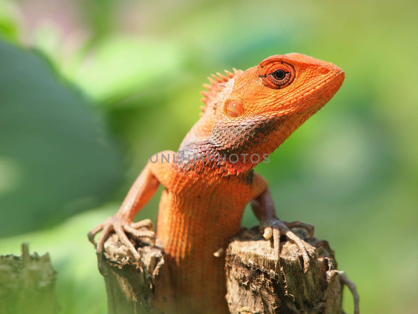 orange lizard sitting on tree in the natural habitat. close-up photos