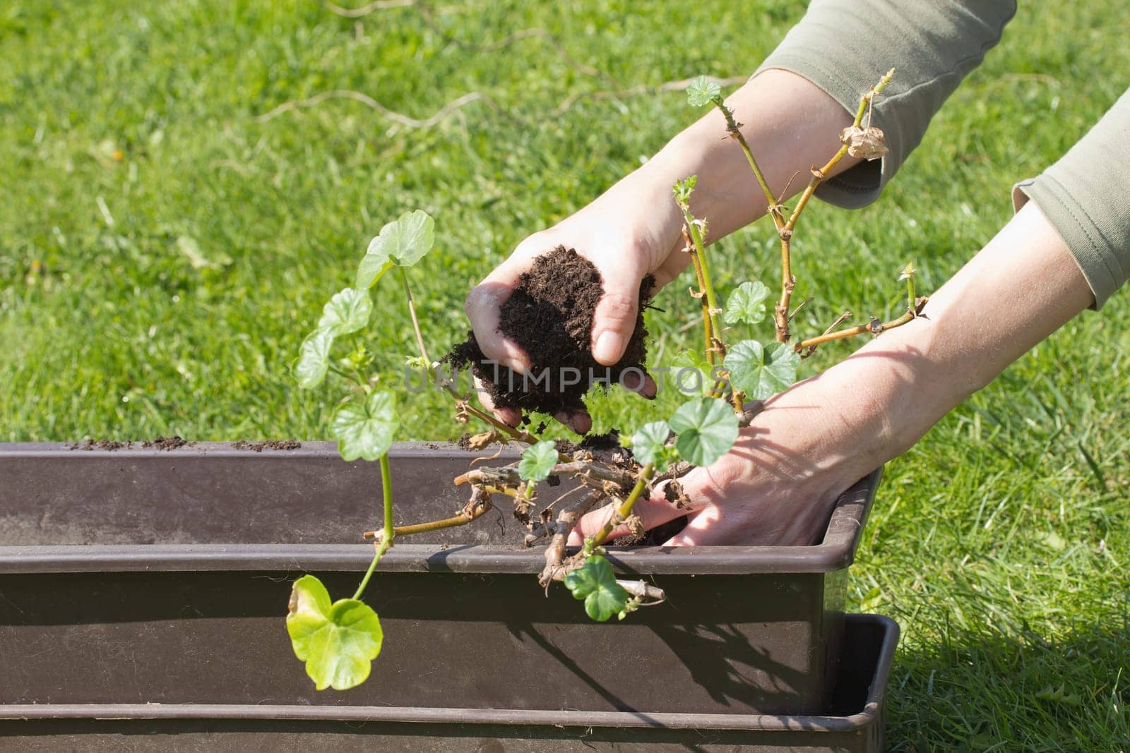 Gardening. Transplanting geraniums in a pot. Female hands transplanting in a pot. Outdoors.