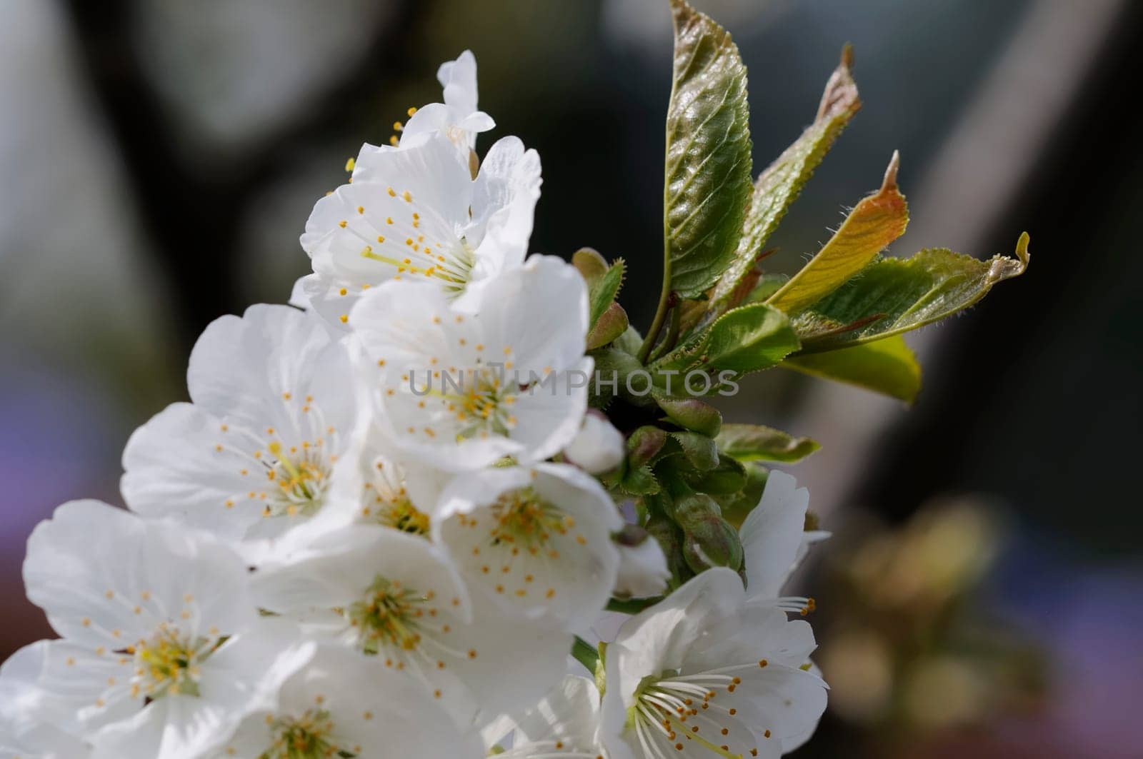 flower branch