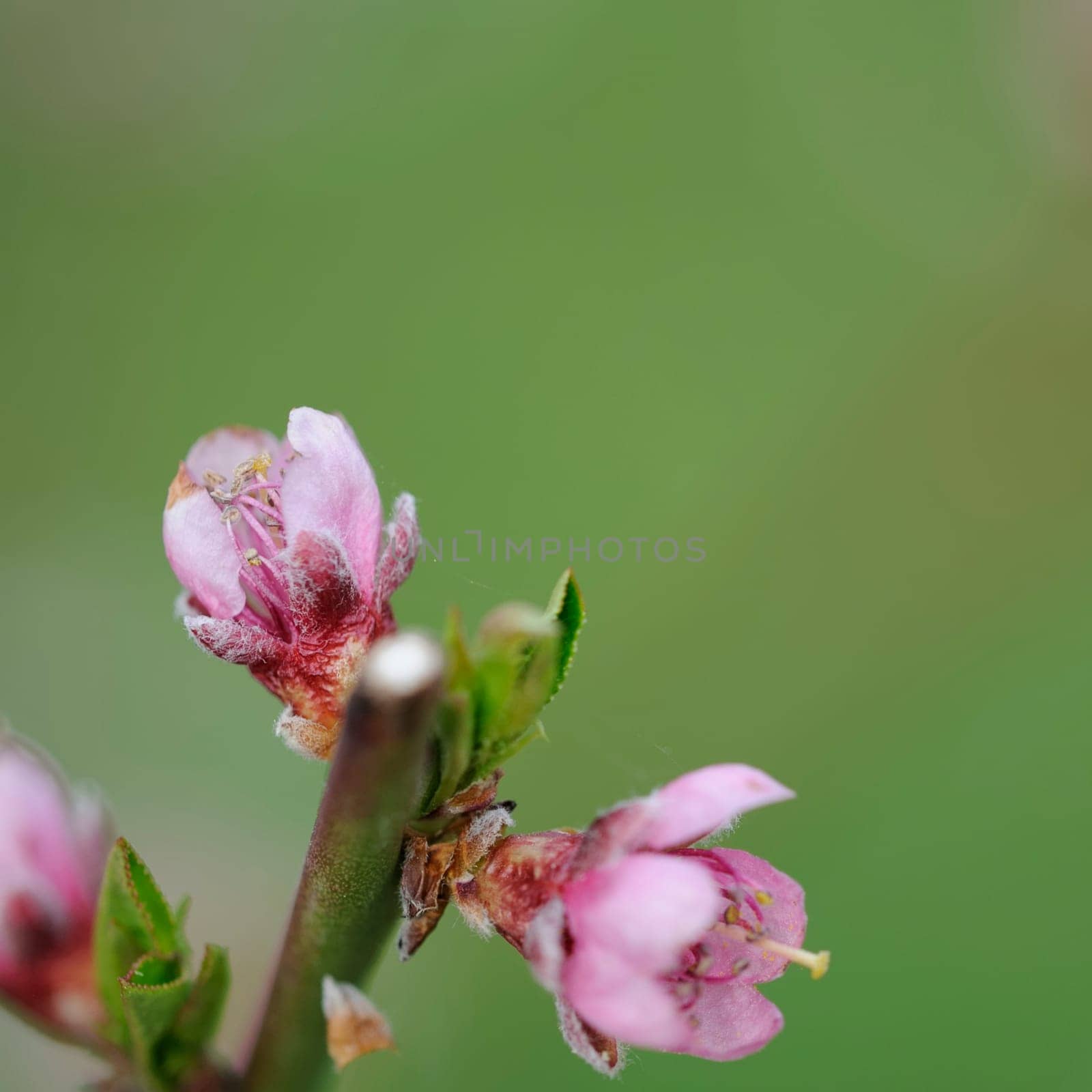 flower branch