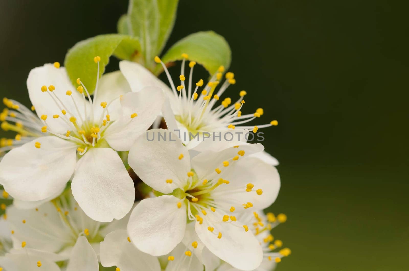 flower branch