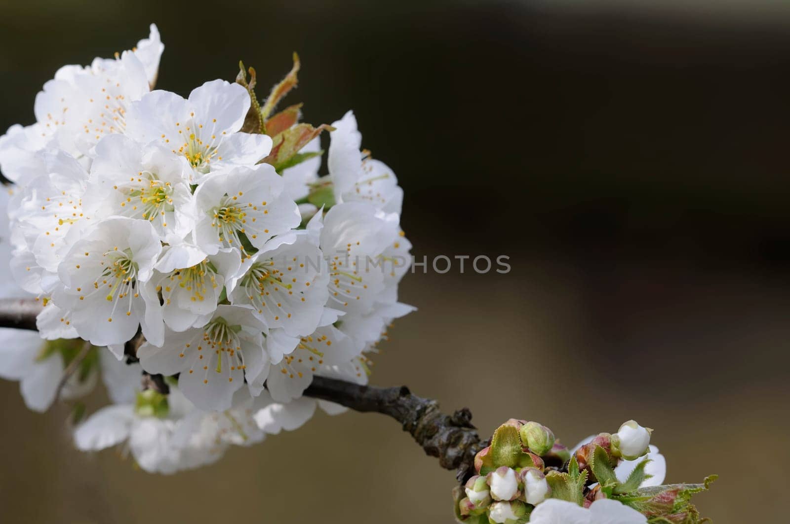 flower branch