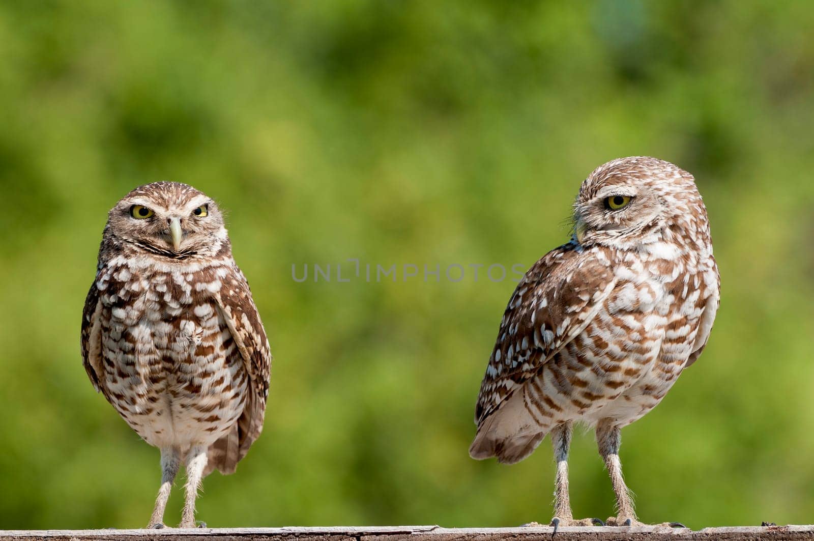 Rabbit owl