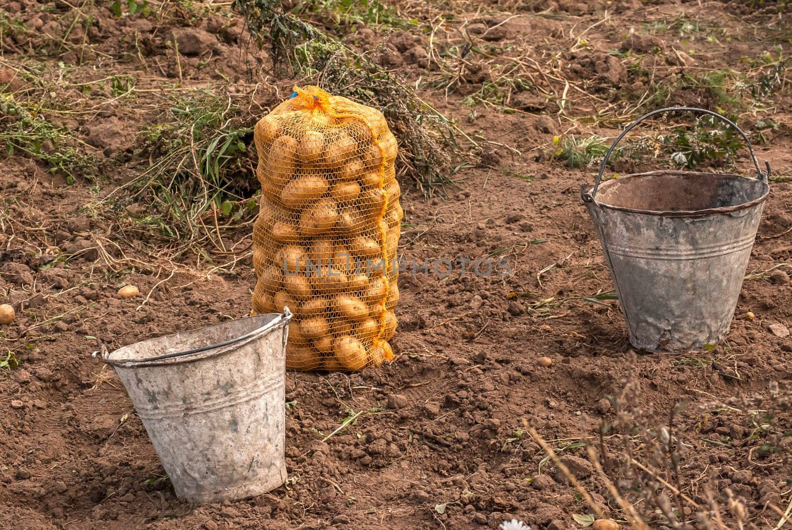 Freshly dug and packaged potatoes from the field with two used metal buckets
