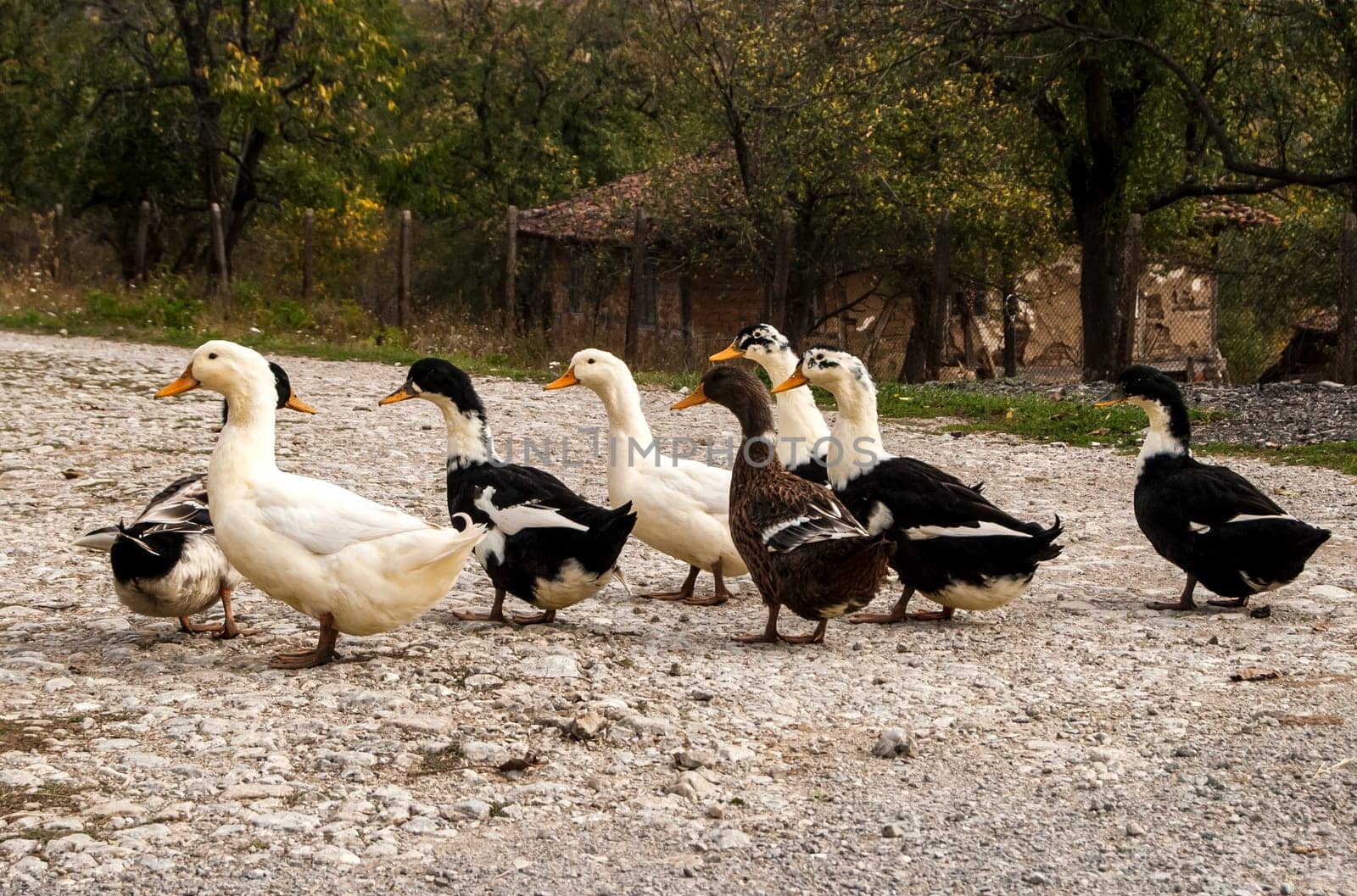 Ducks on rural gravel road and rustic outbuilding background