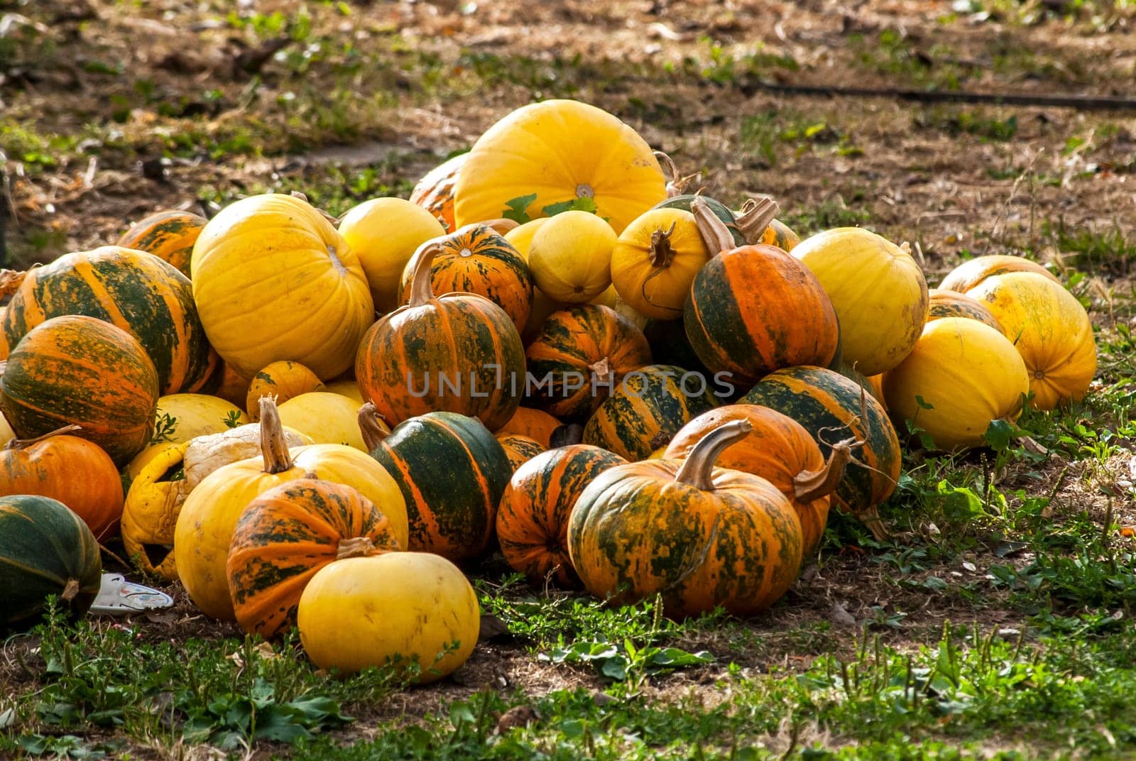 Pile of pumpkins on grass in village yard
