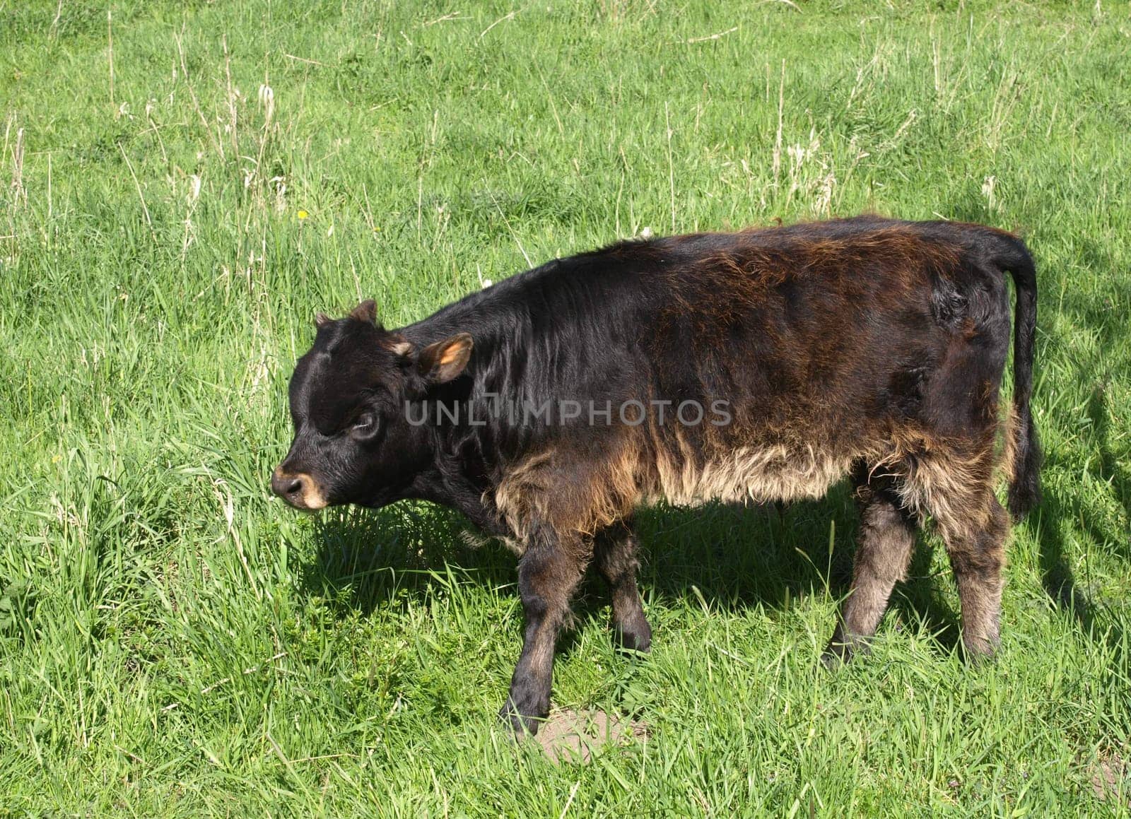 Heckrind - Calf