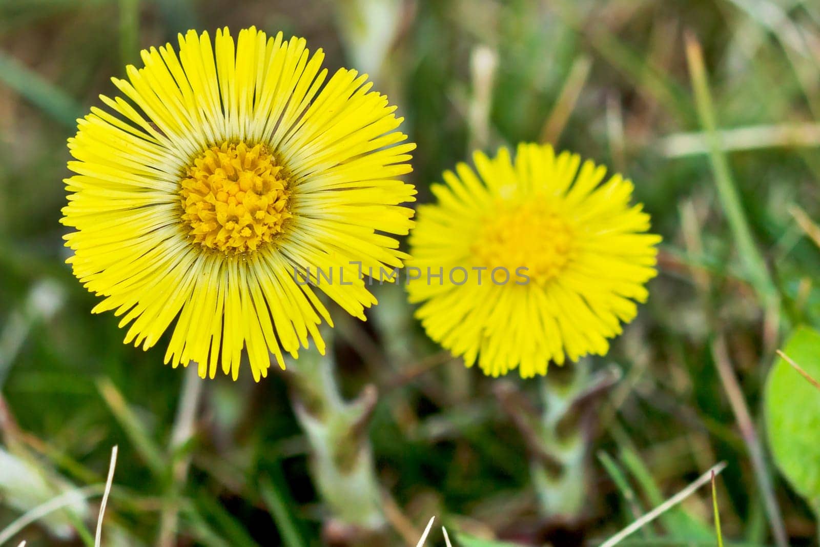 Coltsfoot Medical First Flower on Spring - Latin Name Tussilago Farfara
