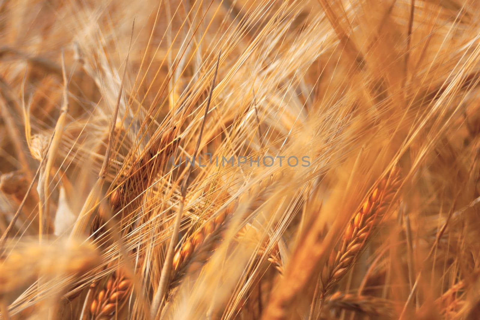 Wheat - Dream Image with Ripe Wheat