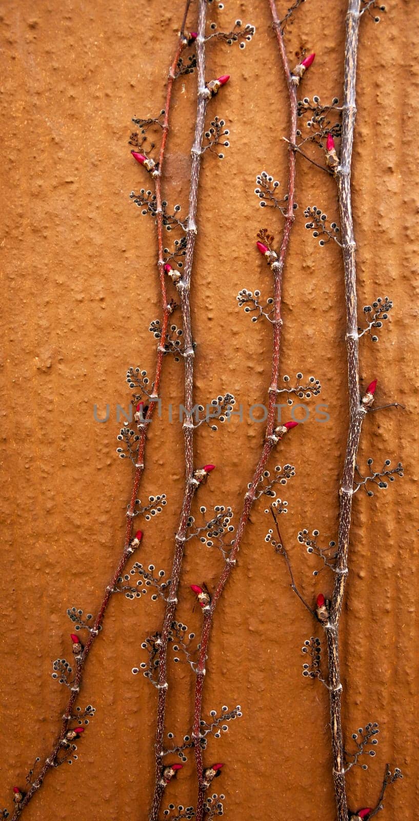 Nature Background - Creeping Shrub with Buds on Orange Wall