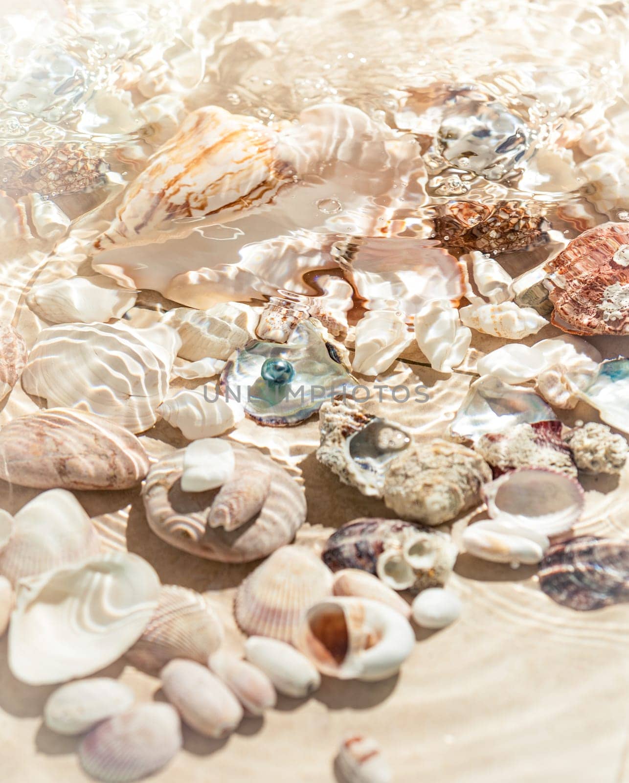 Underwater photo of seashells lying on sea bottom