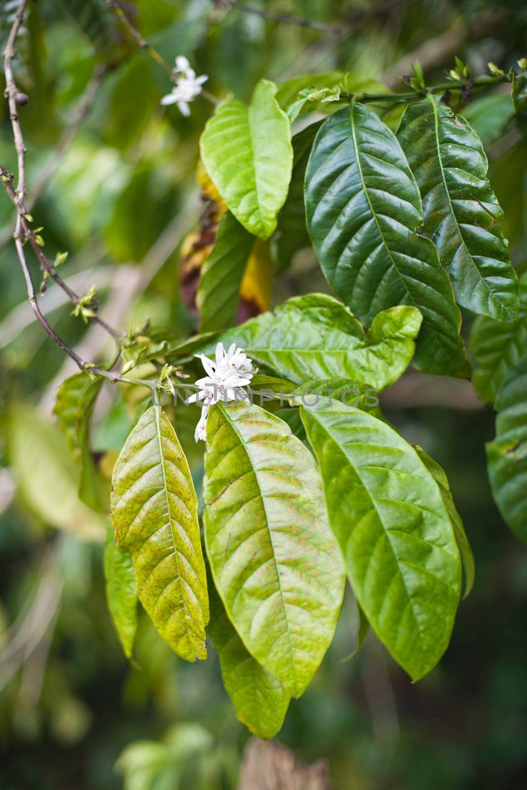 Coffe tree with leaves and white flowers close up