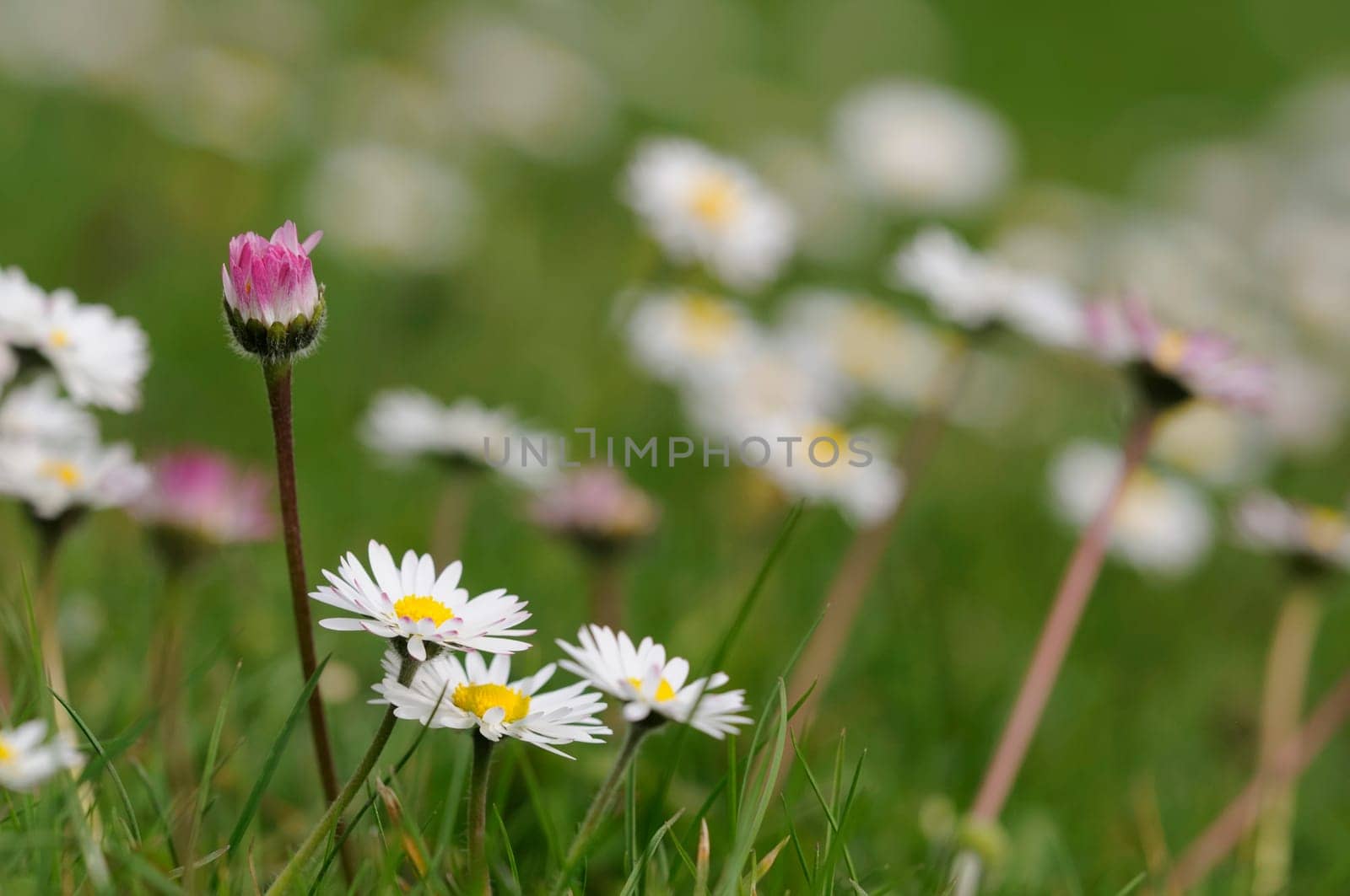 Daisy forest