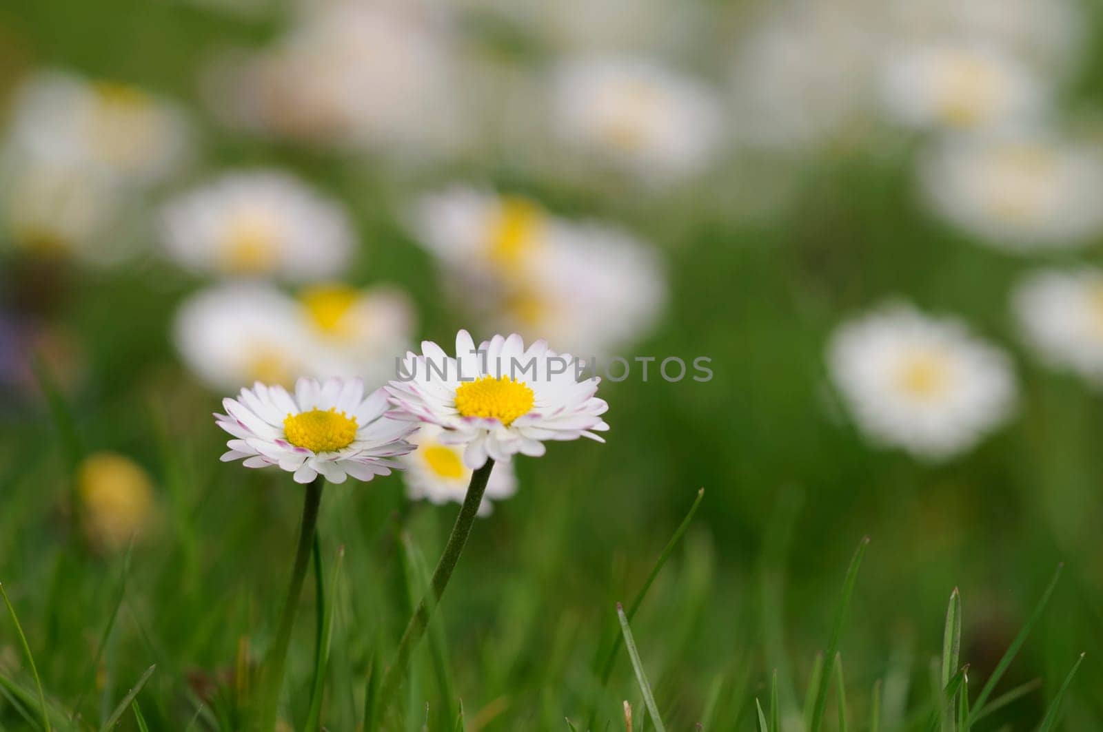 Daisy forest