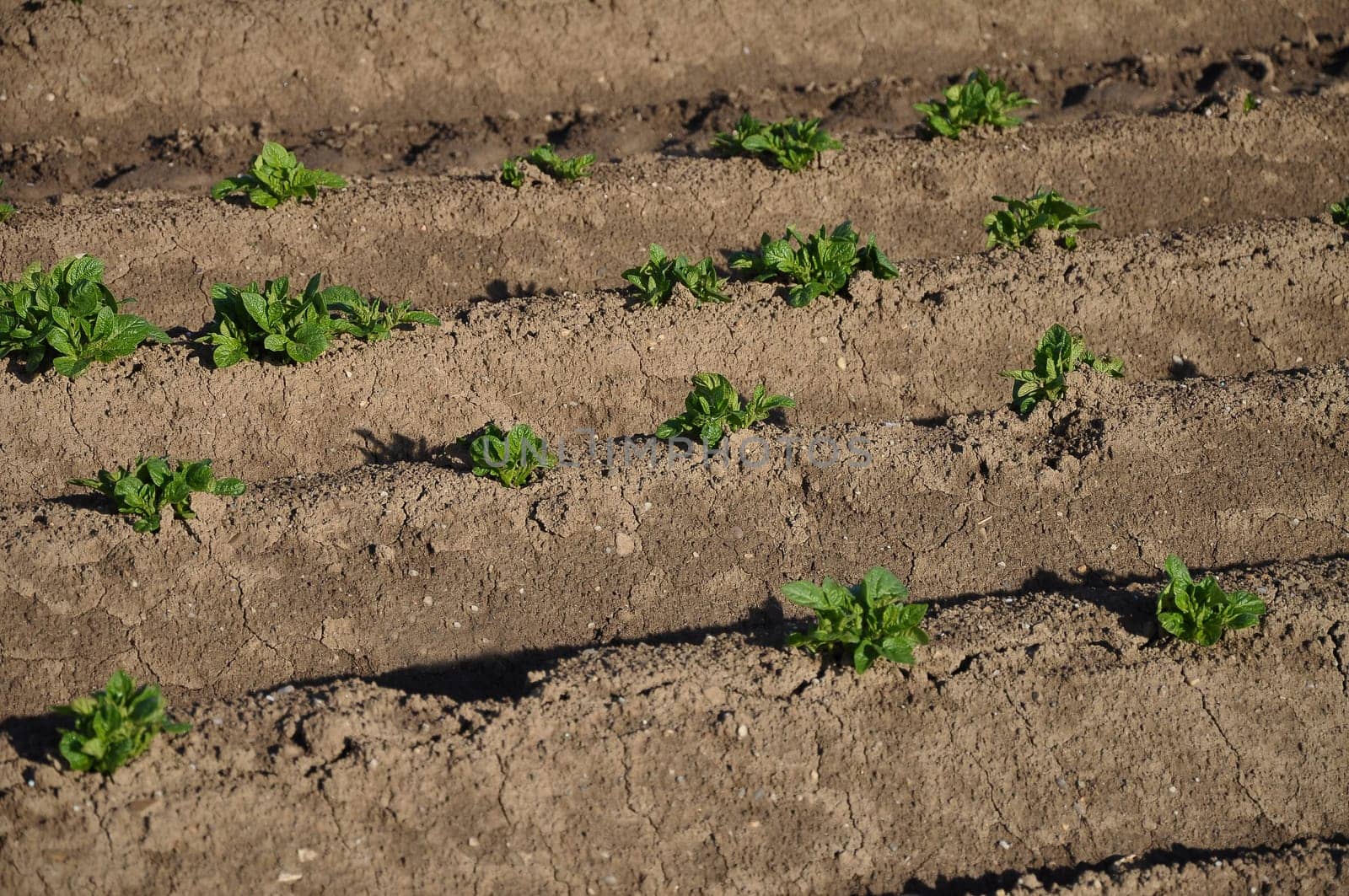 Potato field