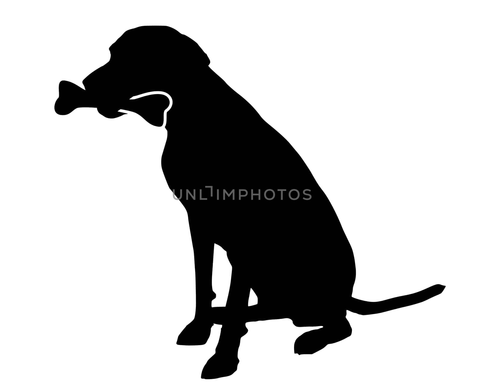 Dog with bone