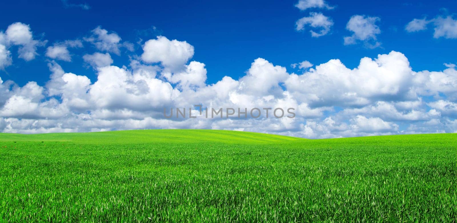 field on a background of the blue sky