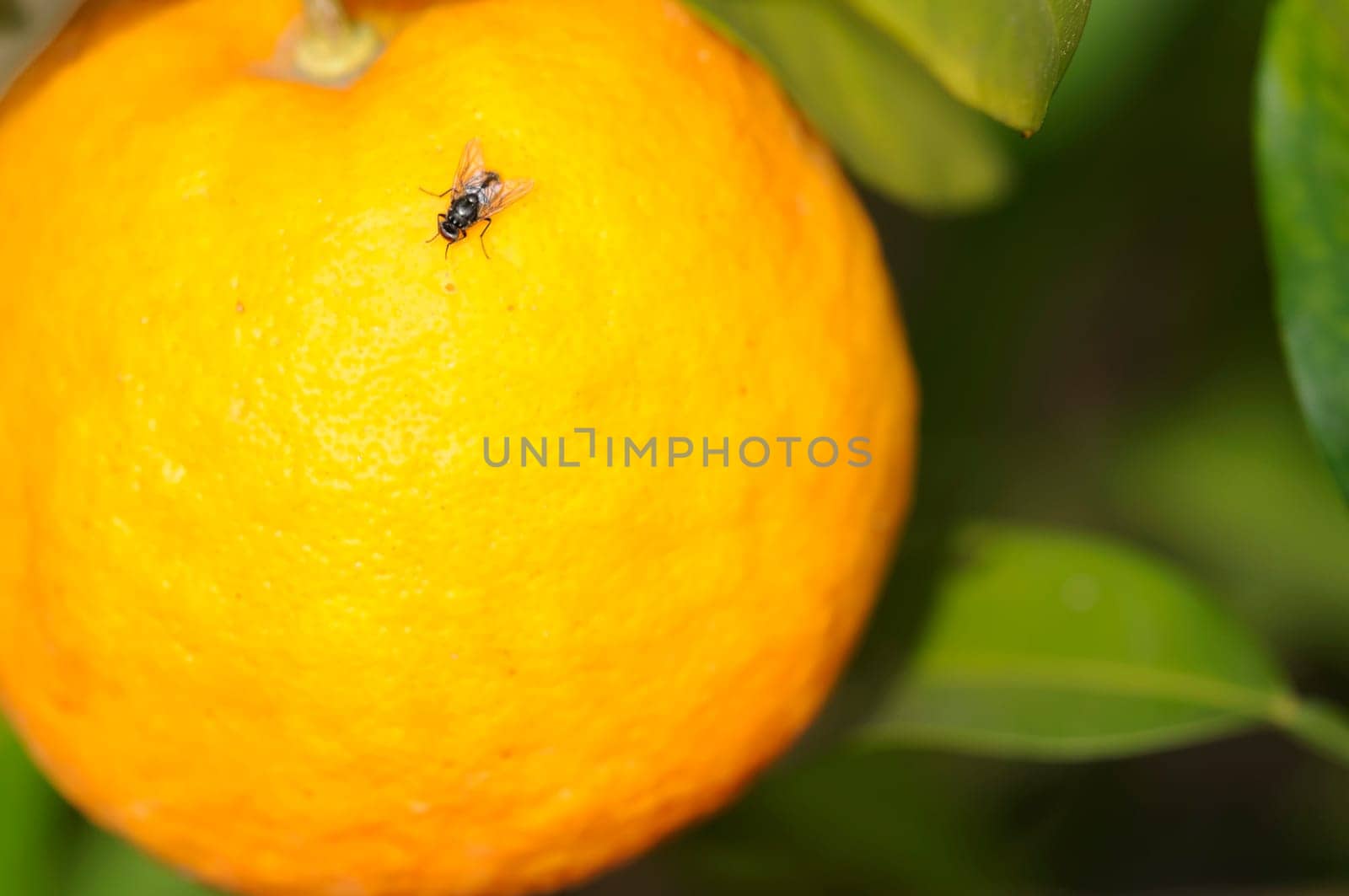 orange tree