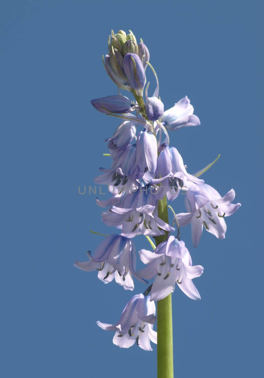 Carpathian bellflower