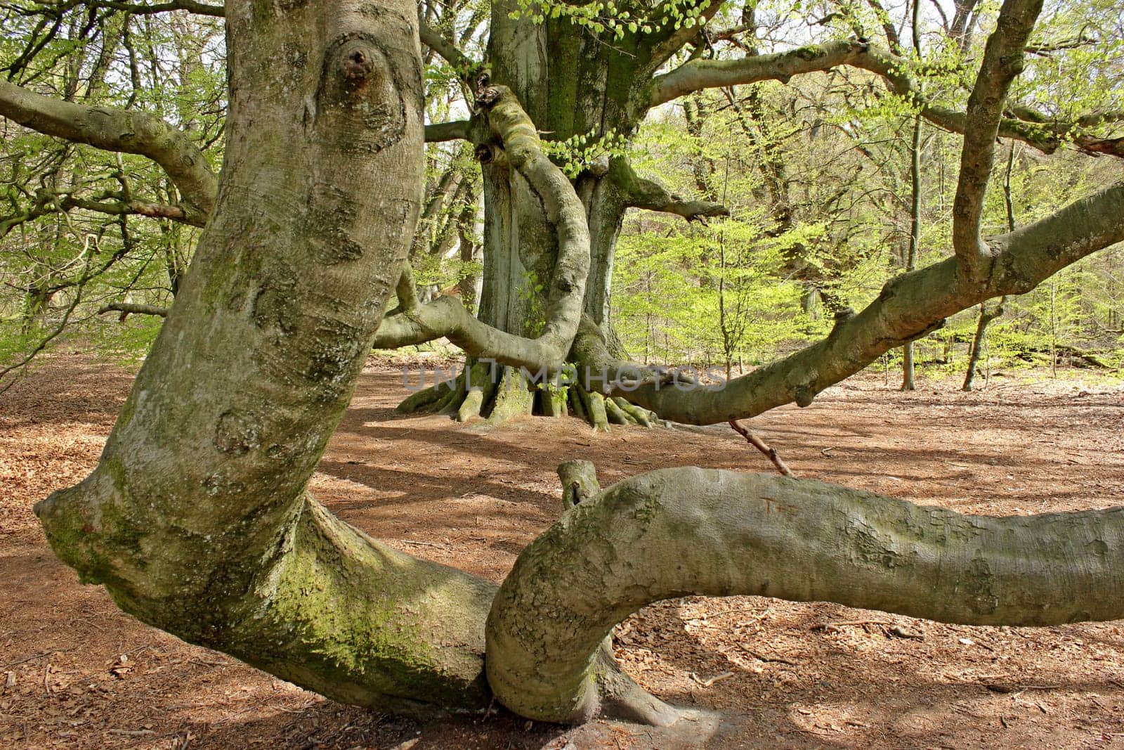 Whimsical Hutebuche in the Reinhardswald