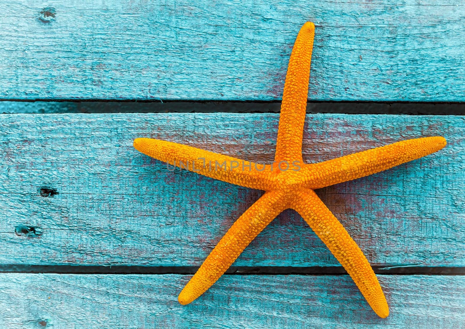 Orange starfish or sea star on painted rustic blue wooden boards with copyspace a nautical souvenir of a summer holiday on the beach