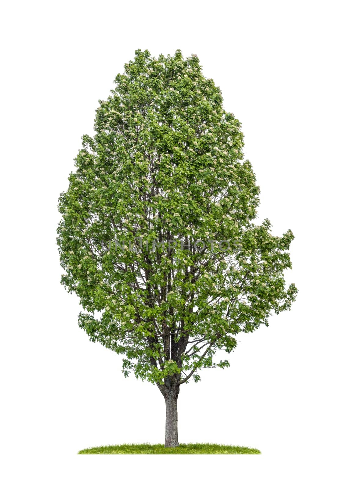 Exempted spearling against a white background