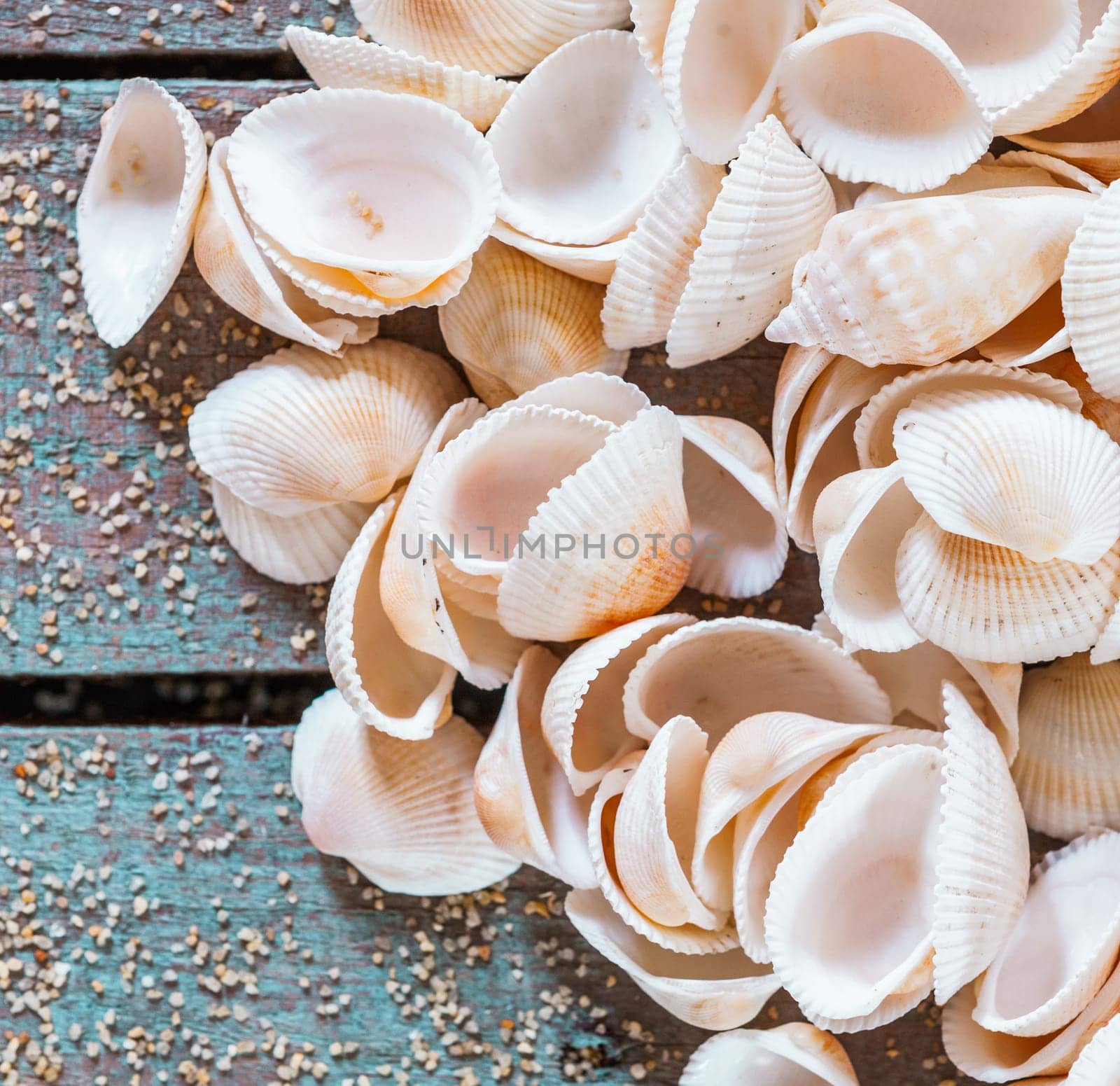 Collection of multiple different seashells with bivlaves, cones and conches on rustic wooden boards, mementos of a happy summer vacation, square format overhead view