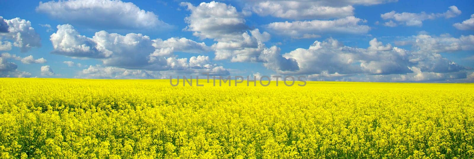 Rape field and clouds in sky