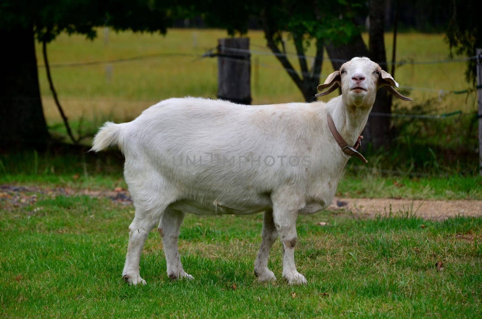 goat with collar