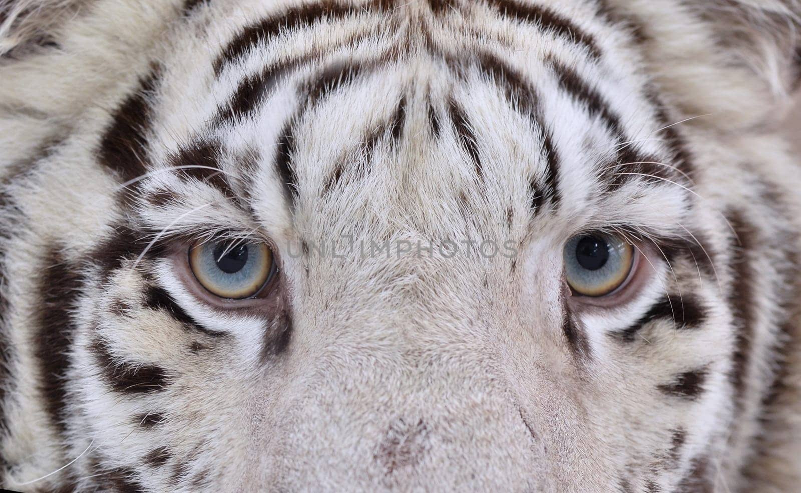 close up of white bengal tiger face