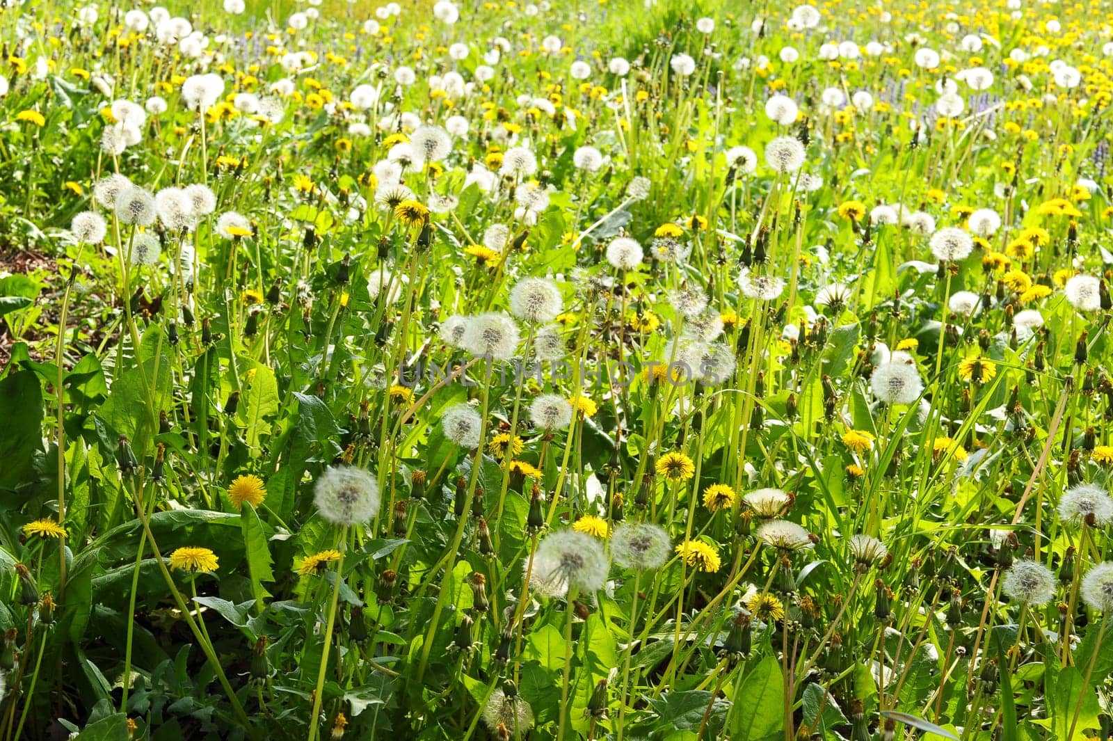 Blooming dandelion on the meadow
