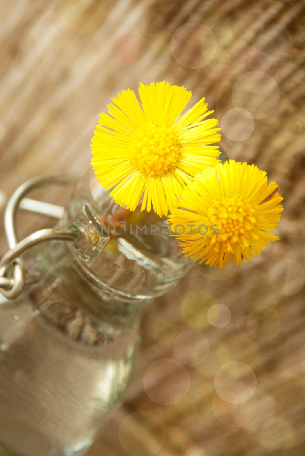 Two Yellow Blossoms in a Vase in the Sunshine