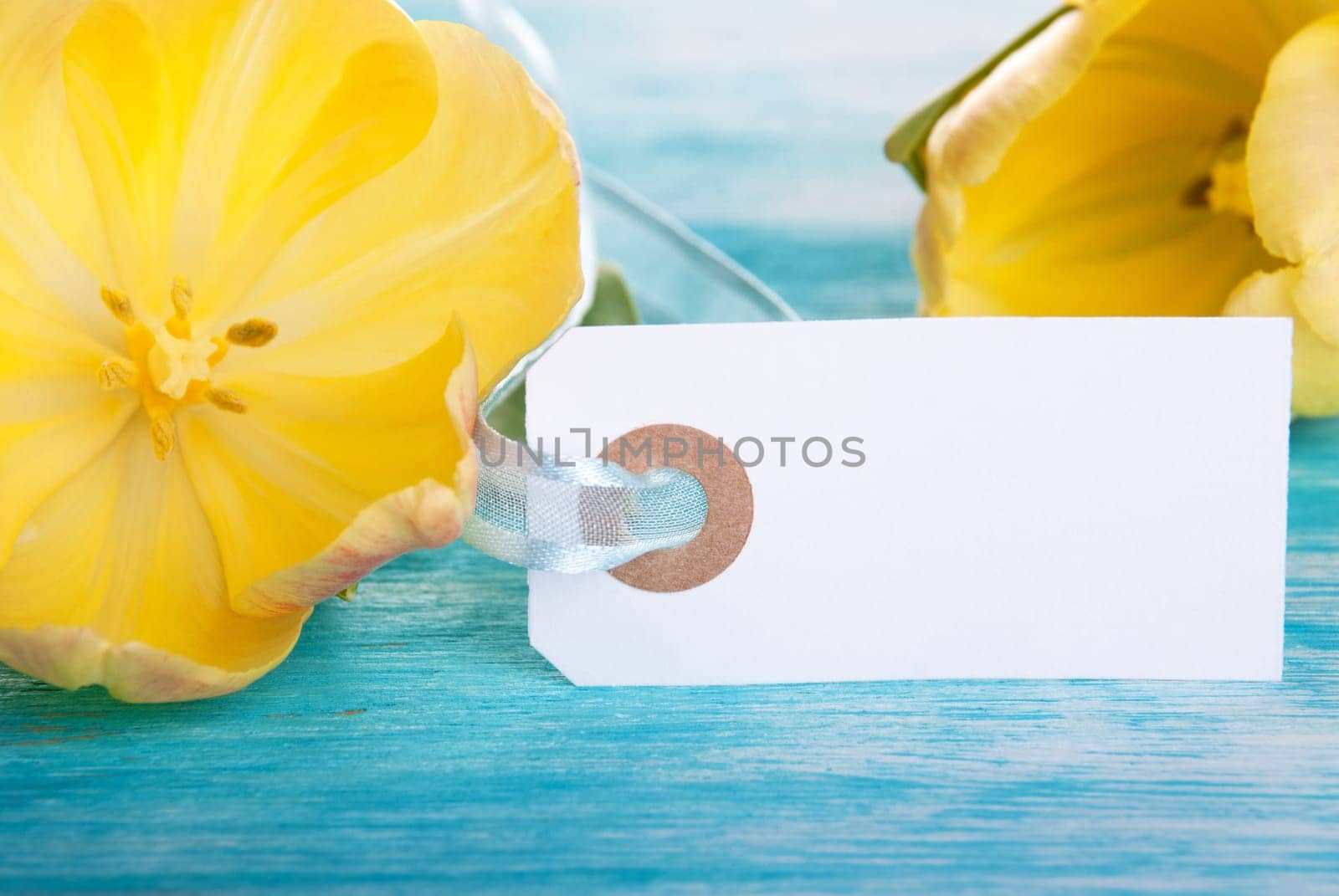 Two Yellow Tulips with Label with Copy Space