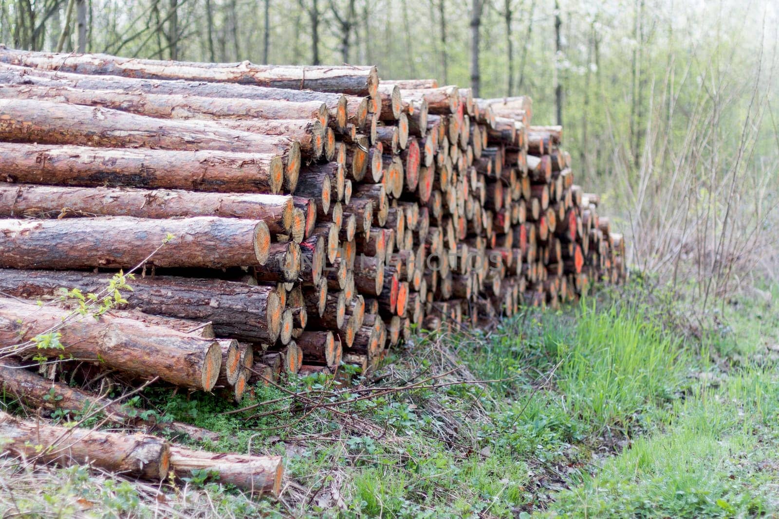 pile of wood in forest ready for transport