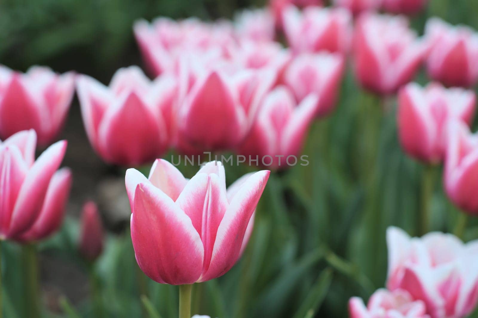 Tulips in a field in spring