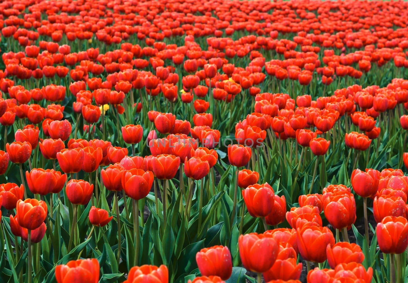 Tulip field in spring