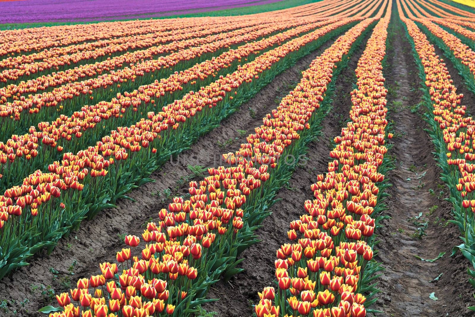 Tulip field in spring