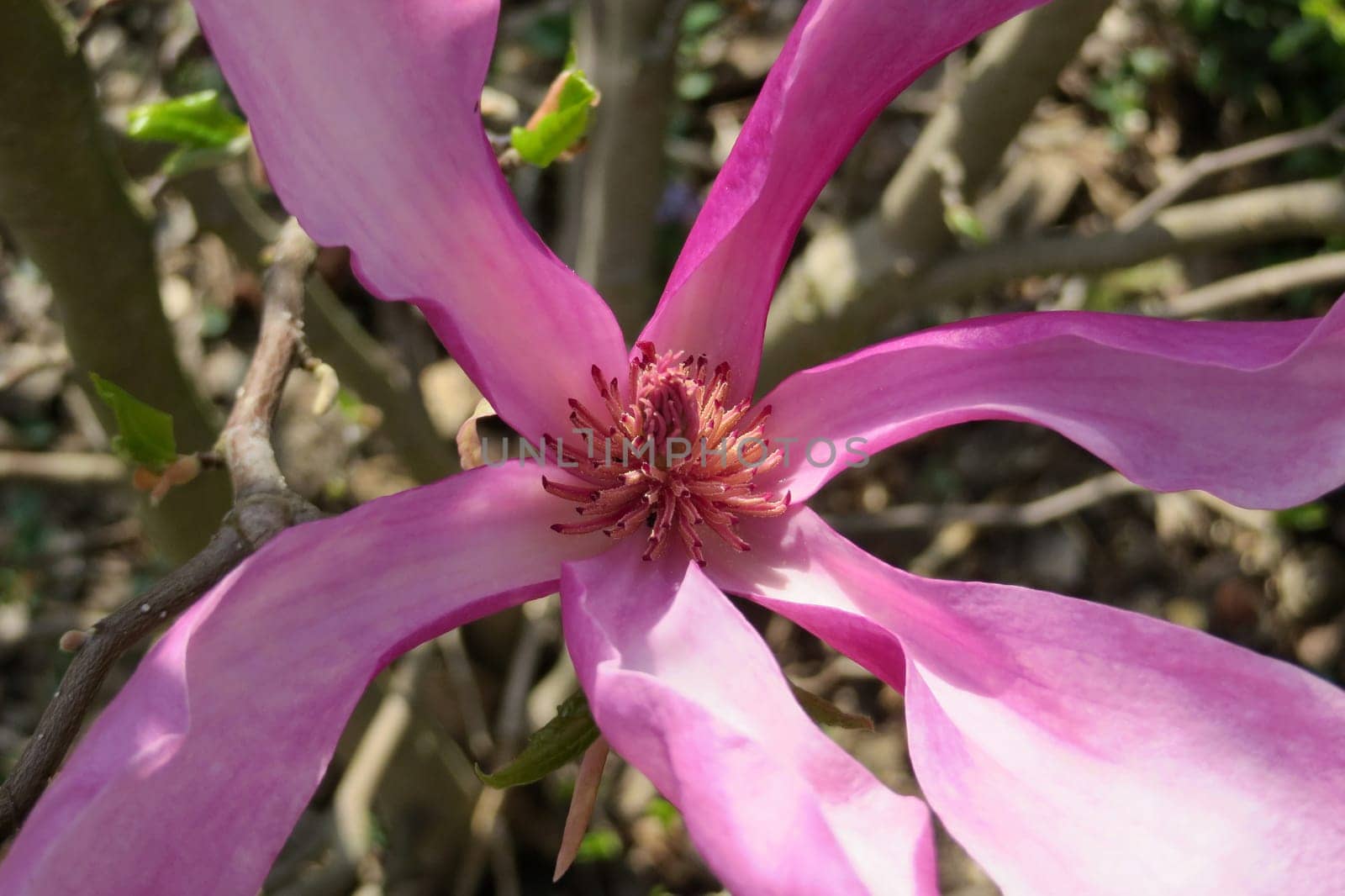 Purple Magnolia - Magnolia liliiflora