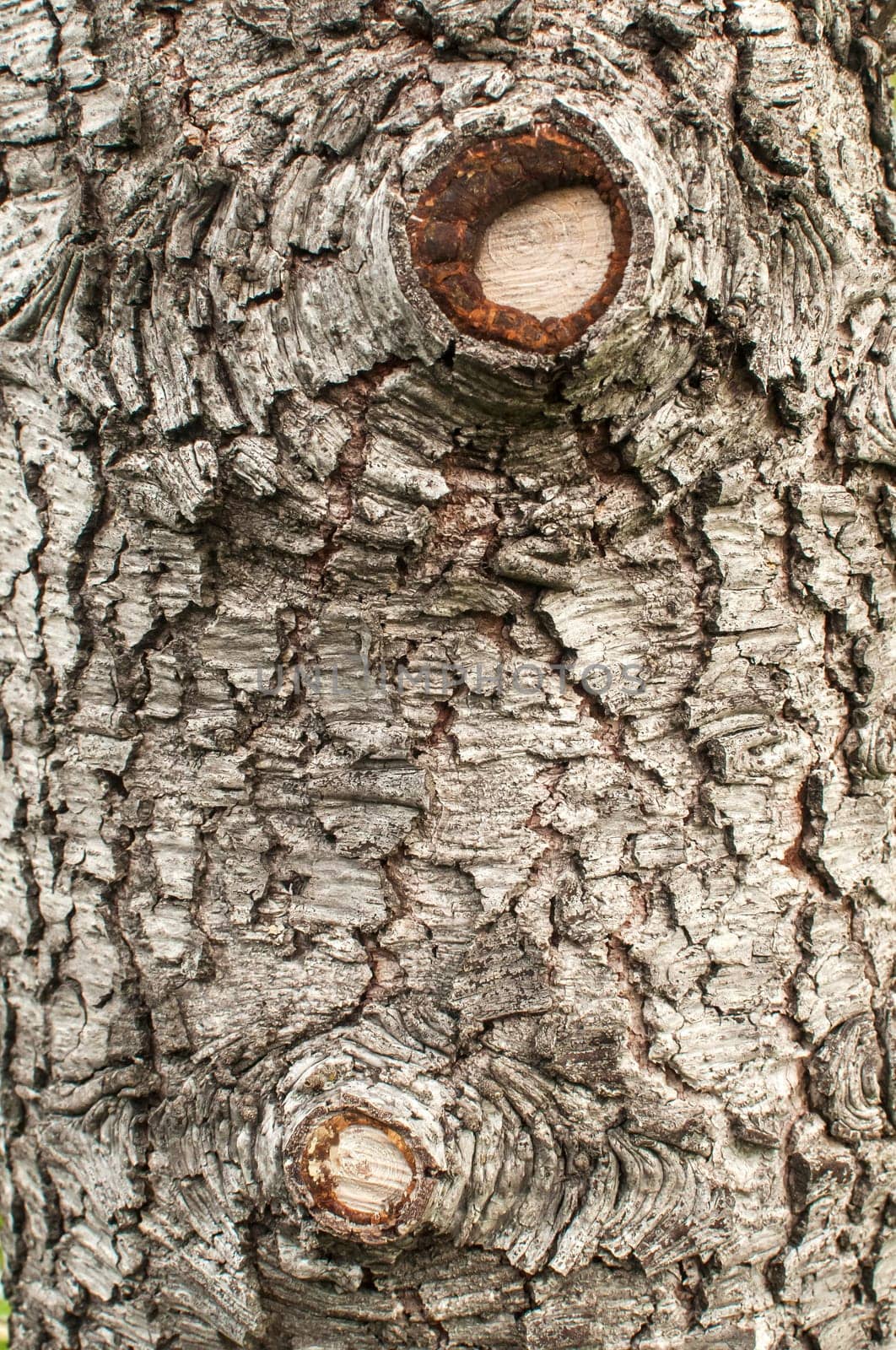 Old weathered cedar tree bark closeup as background