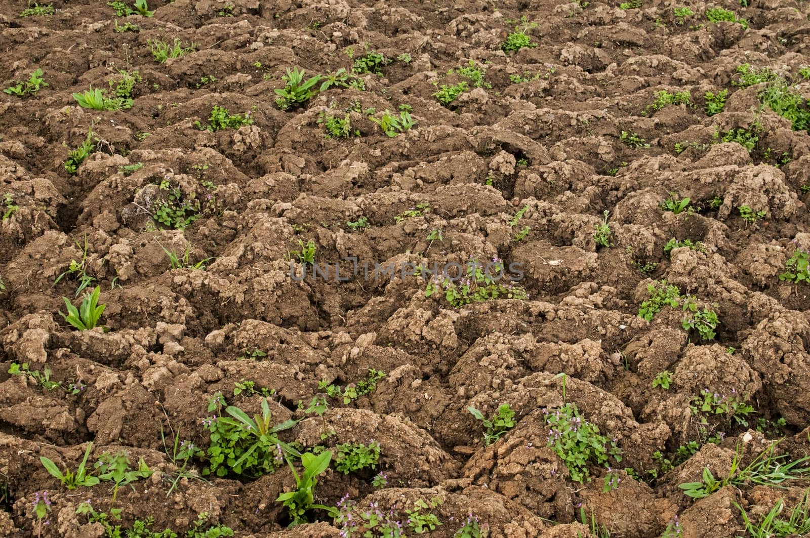 Dug out soil for spring planting of vegetables as rural background