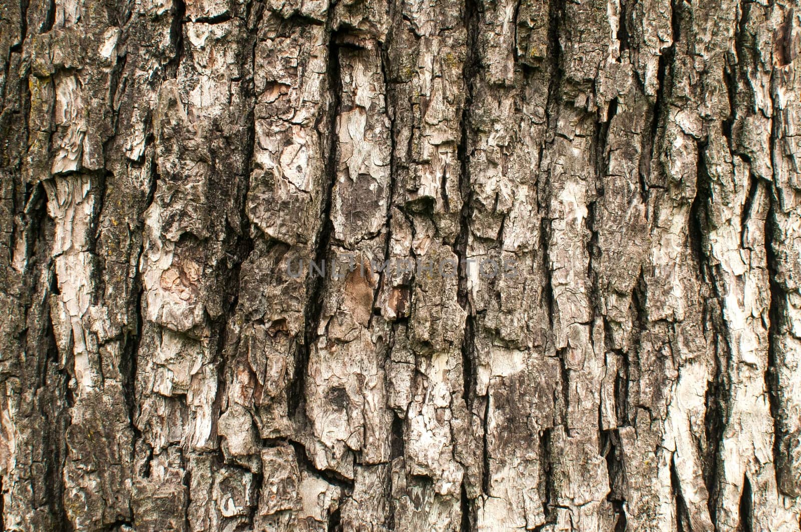Old weathered pear tree bark closeup as background
