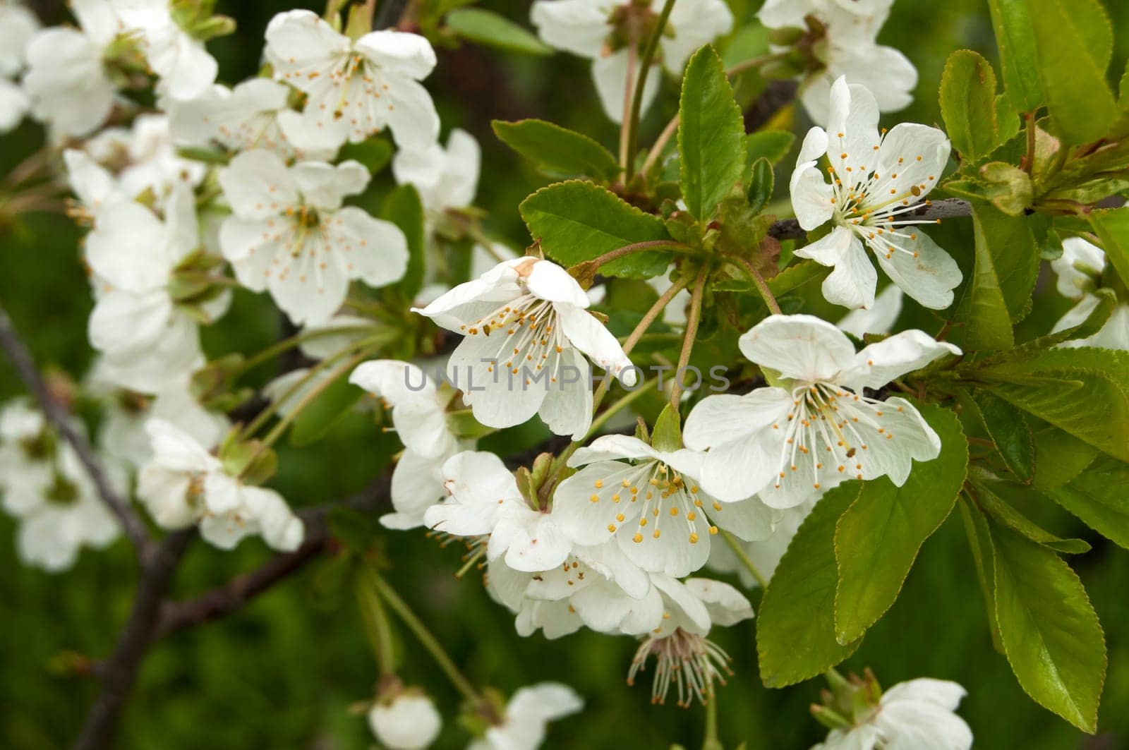 Branches with blossoms of pear tree in spring