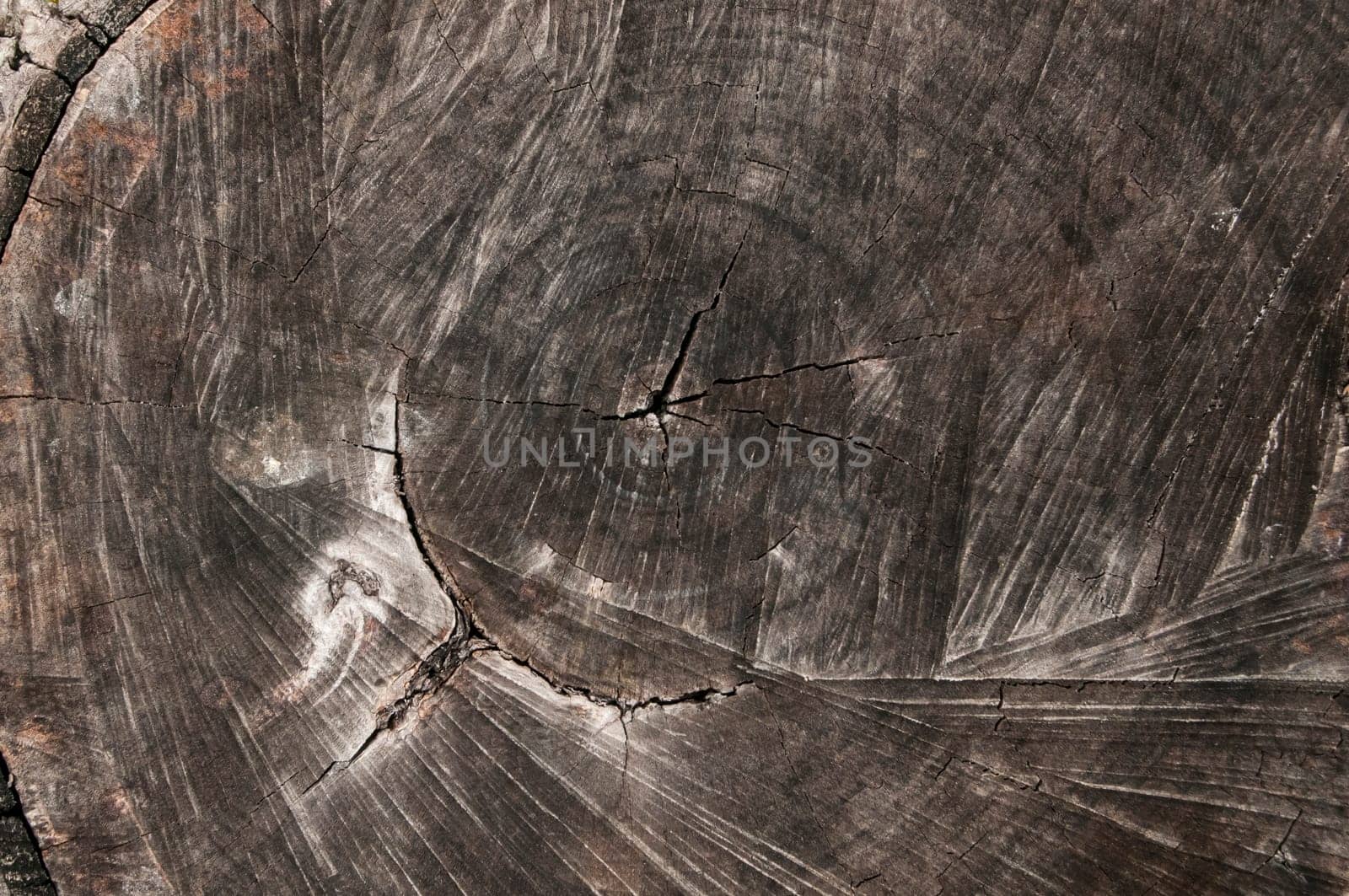 Surface of old weathered walnut tree log as background