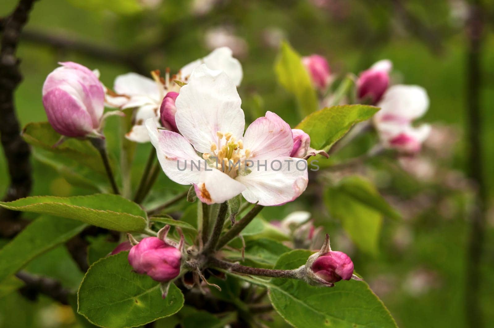 Apple tree blossoms closeup
