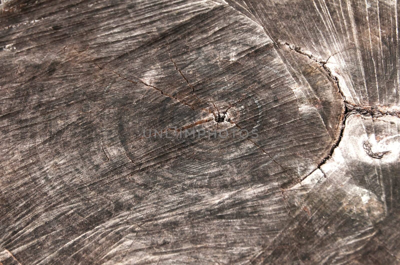 Surface of old weathered walnut tree log as background